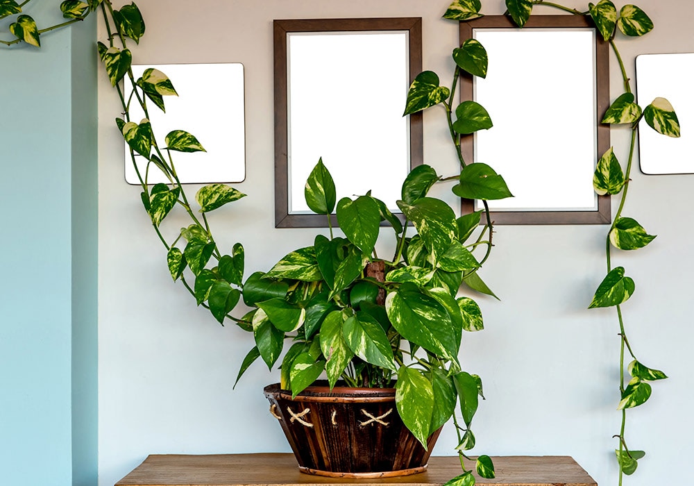 The vines of a happy house plant climb the walls around a set of framed pictures