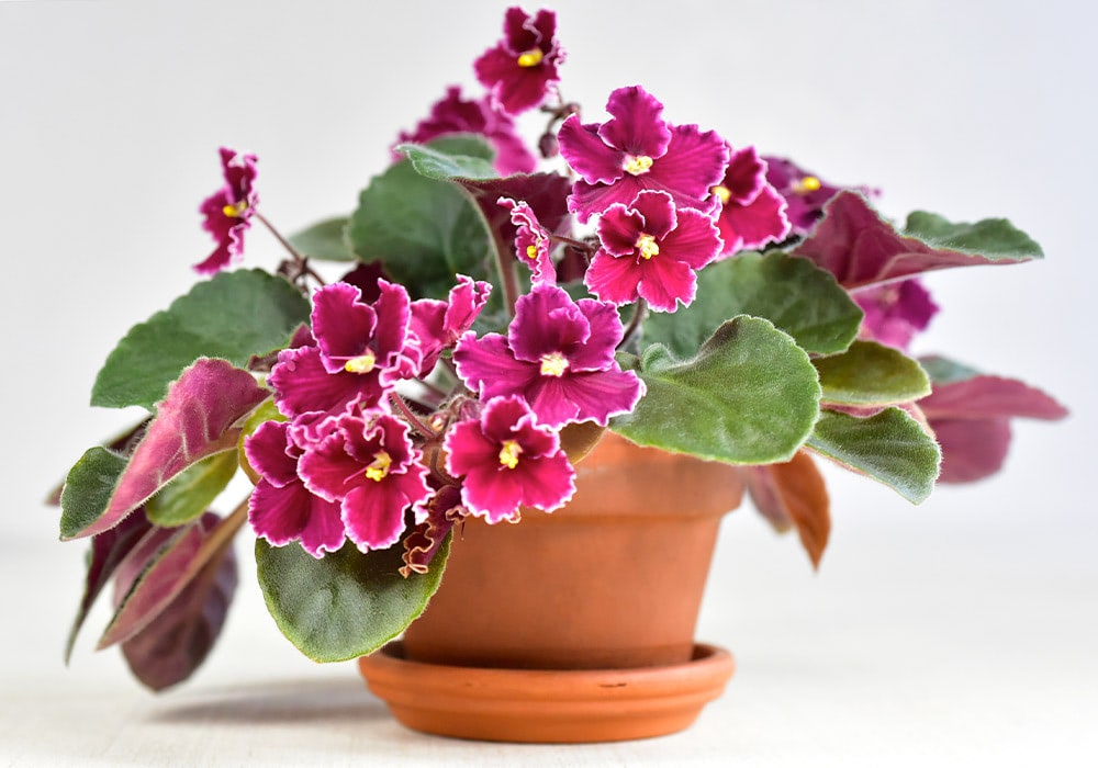 A potted African violet with vibrant purple flowers and green leaves sits in a terracotta pot against a plain white background.