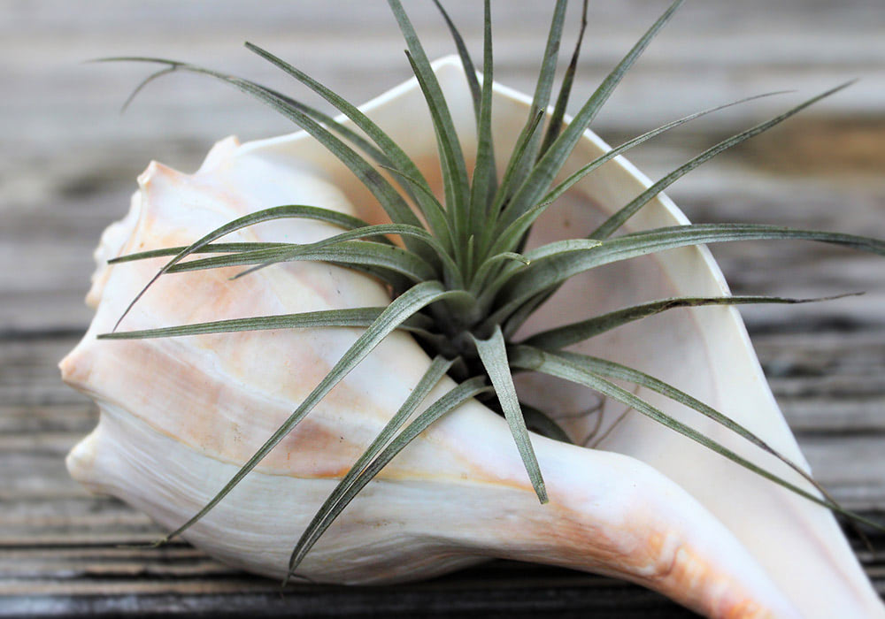 A seashell with a green air plant growing inside rests on a weathered wooden surface.