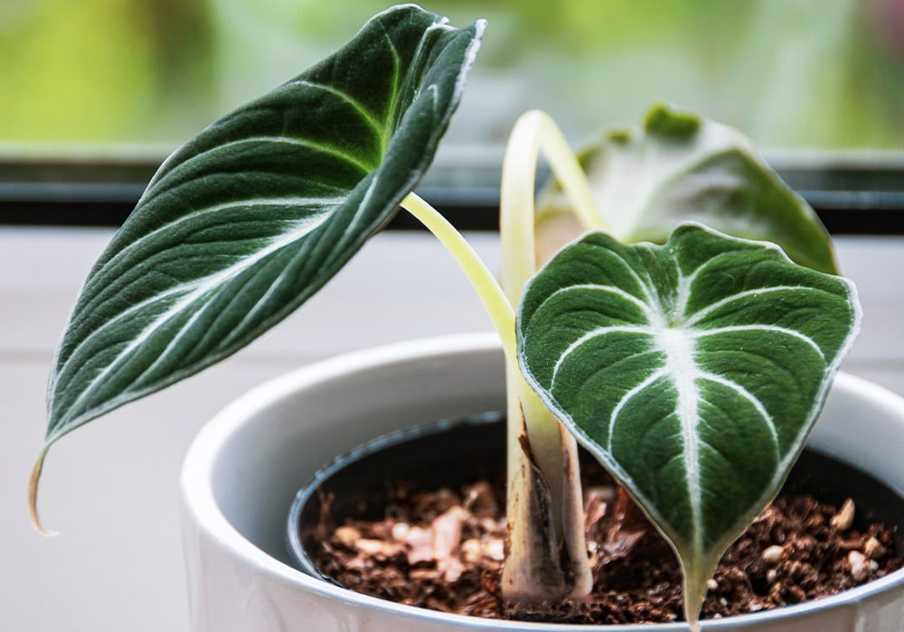 A potted Alocasia with large, dark green leaves displaying prominent white veins sits on a windowsill, with a blurred outdoor view in the background.