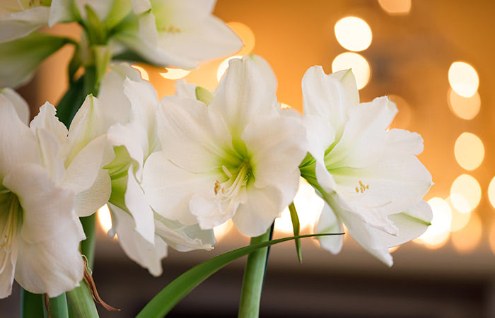 A bunch of white amaryllis reflect the warm yellow light of an indoor bulb