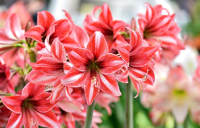 Bright red and white striped amaryllis flowers bloom in clusters, set against a blurred garden background, highlighting their vibrant petals and green stems.