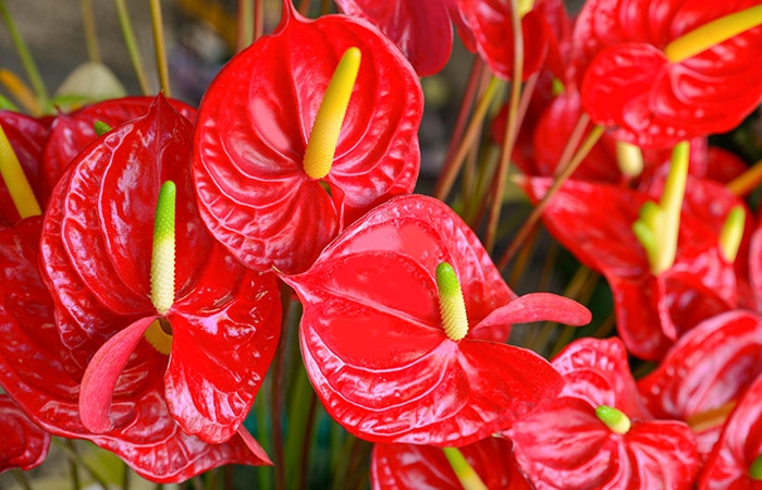 Cluster of vibrant red anthurium flowers with yellow and green spadices, growing amidst green foliage in a garden setting.