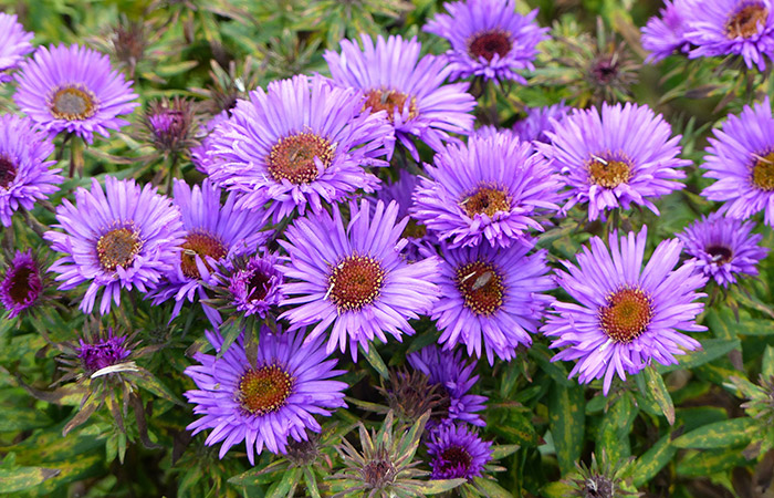 Photograph of a aster