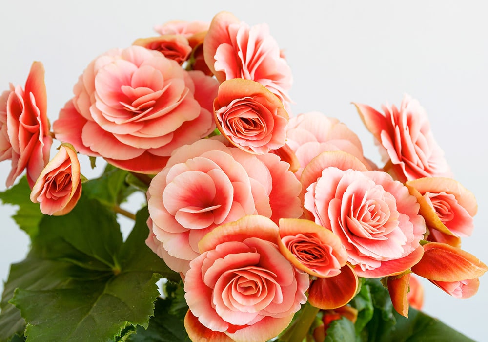 A cluster of vibrant pink and orange begonias, surrounded by lush green leaves, blooms against a plain white background.