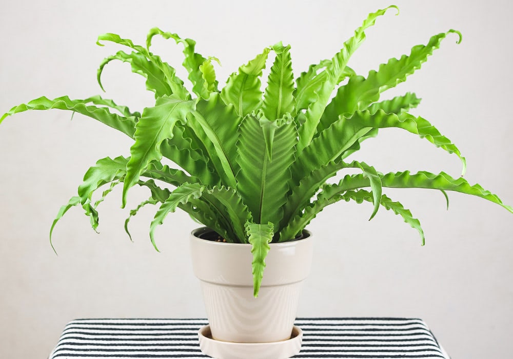 A lush green fern sits in a white ceramic pot on a striped black-and-white tablecloth against a plain white background.