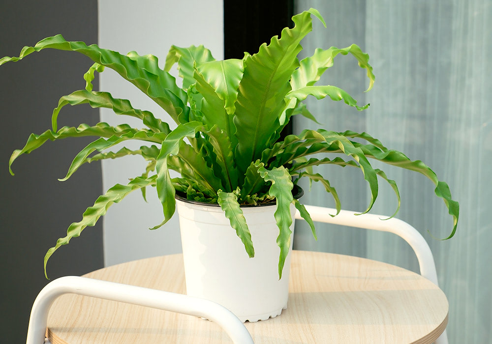 A potted fern sits, happily, on an outdoor table