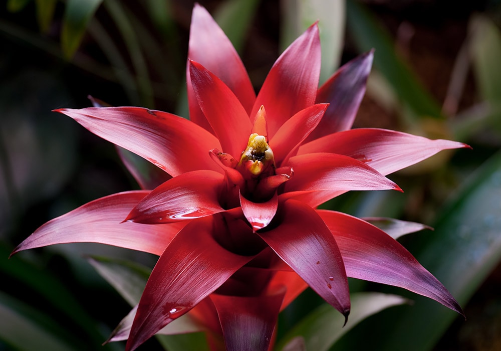 A vibrant red bromeliad flower with glossy petals blooms in the foreground, surrounded by green foliage in a lush, natural setting.