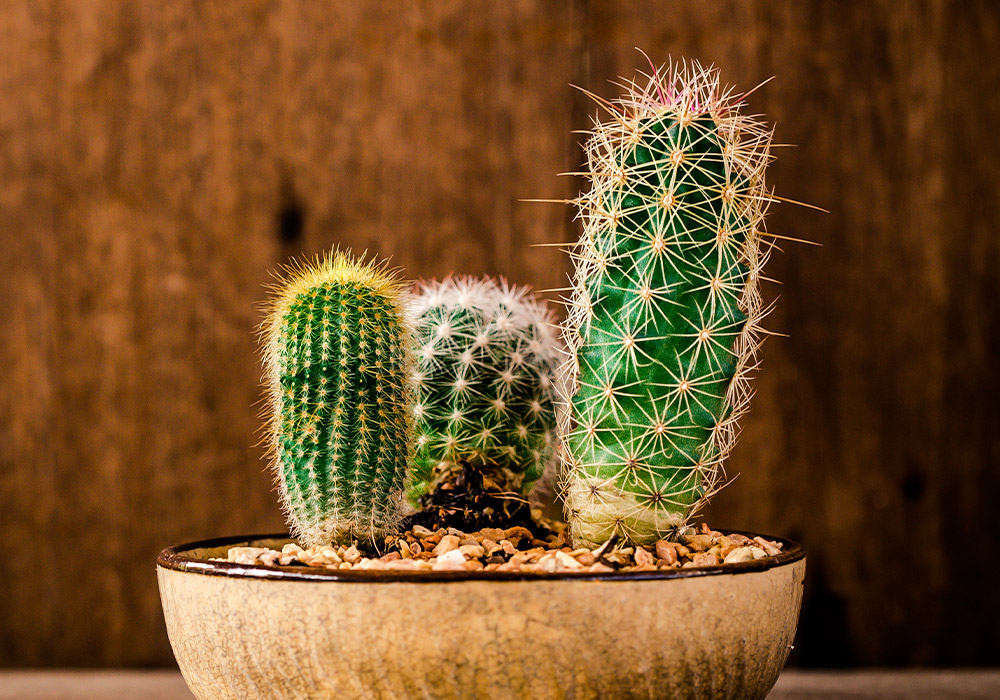 Three small, spiky cacti are potted in a shallow ceramic container, resting on pebbles, against a rustic wooden background.