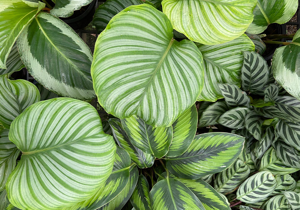 A calathea with broad, green variegated leaves with white and dark green stripes overlap closely in a dense arrangement, creating a lush, vibrant foliage display.
