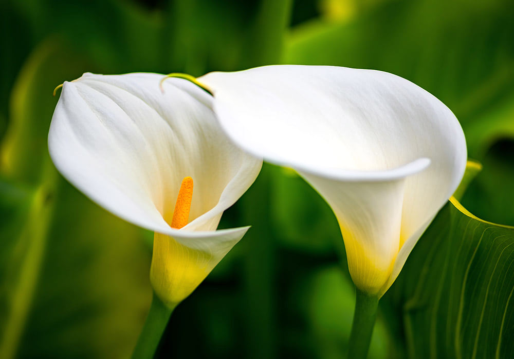 Photograph of zantedeschia aaethiopica Calla Lilys