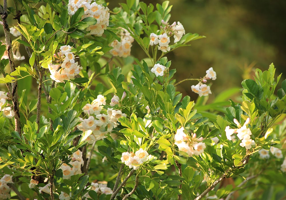 Dense cluster of yellow and white flowers blooming on leafy green branches, set against a blurred background of foliage.