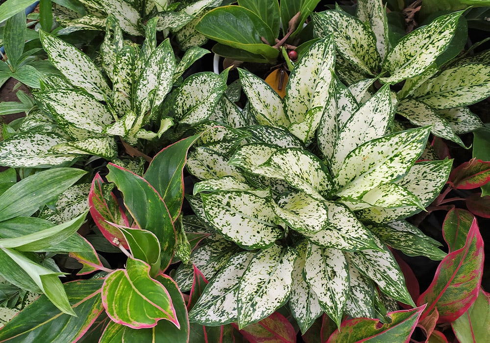 A cluster of vibrant variegated leaves with white and green patterns intermingling with solid green and pink-edged leaves, set among assorted foliage.