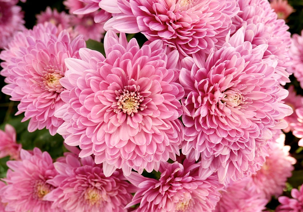 Pink chrysanthemums bloom densely, with numerous layered petals radiating outward, set against a backdrop of additional flowers and green foliage in a garden.