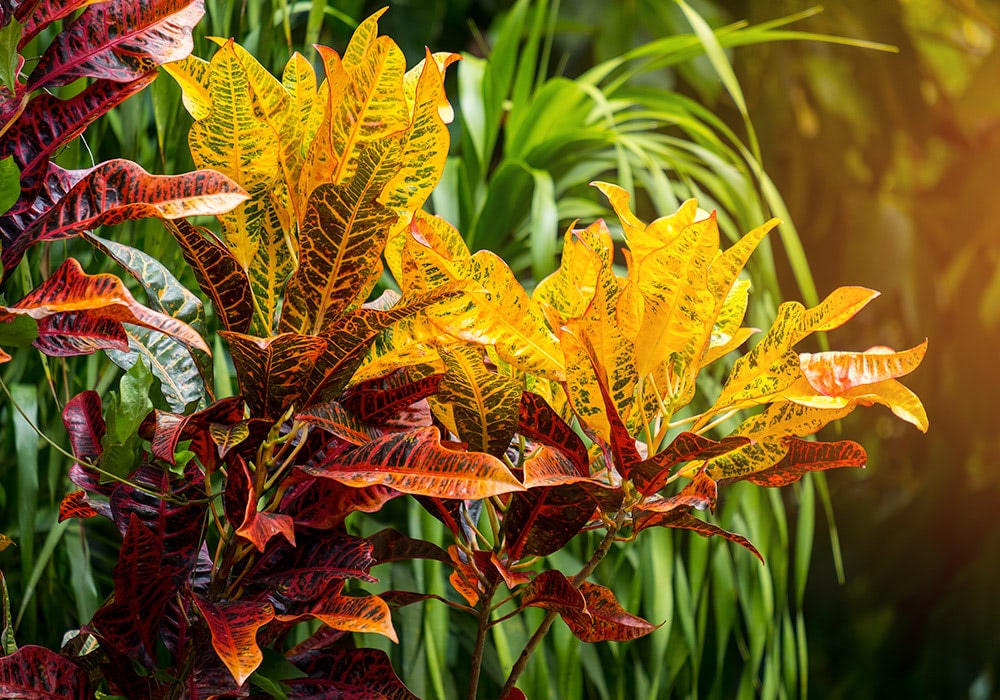 Bright yellow and red variegated leaves of a tropical croton plant bask in sunlight amidst a background of lush green foliage.