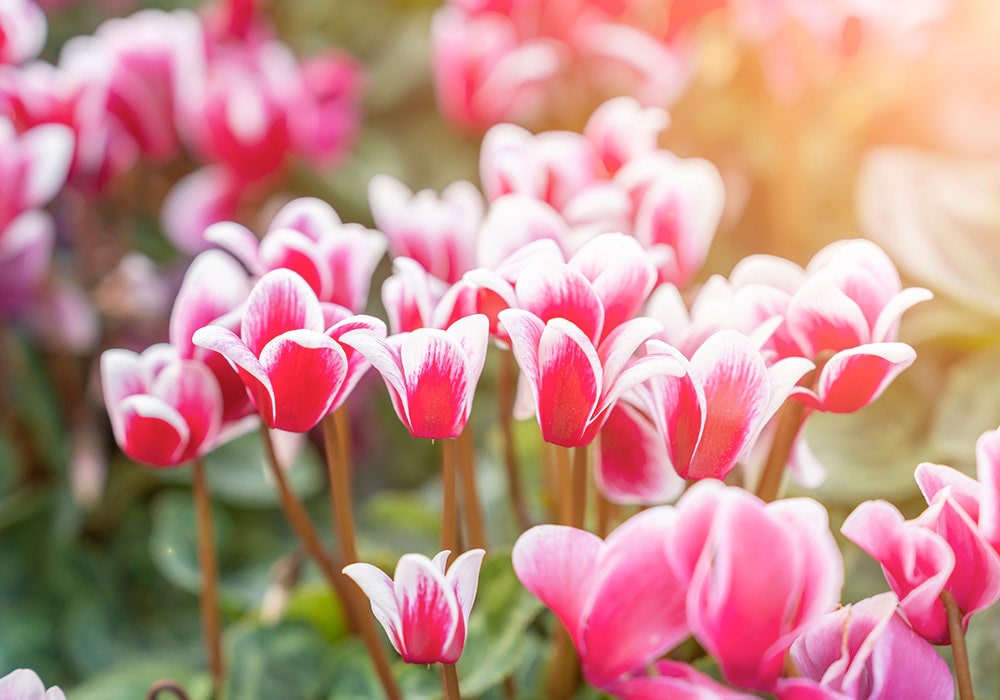 Pink and white cyclamen flowers are blooming on thin stems, surrounded by green leaves under soft sunlight, creating a lush garden scene.