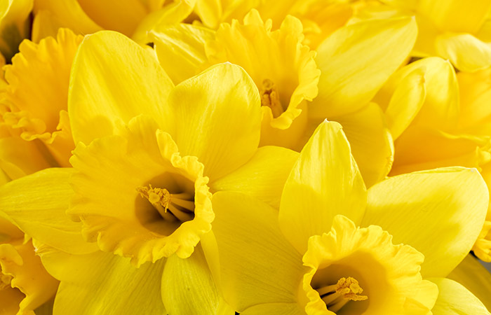 Cluster of bright yellow daffodils grouped together, showing petals and central trumpets, creating a vibrant, cheerful display of fresh flowers.