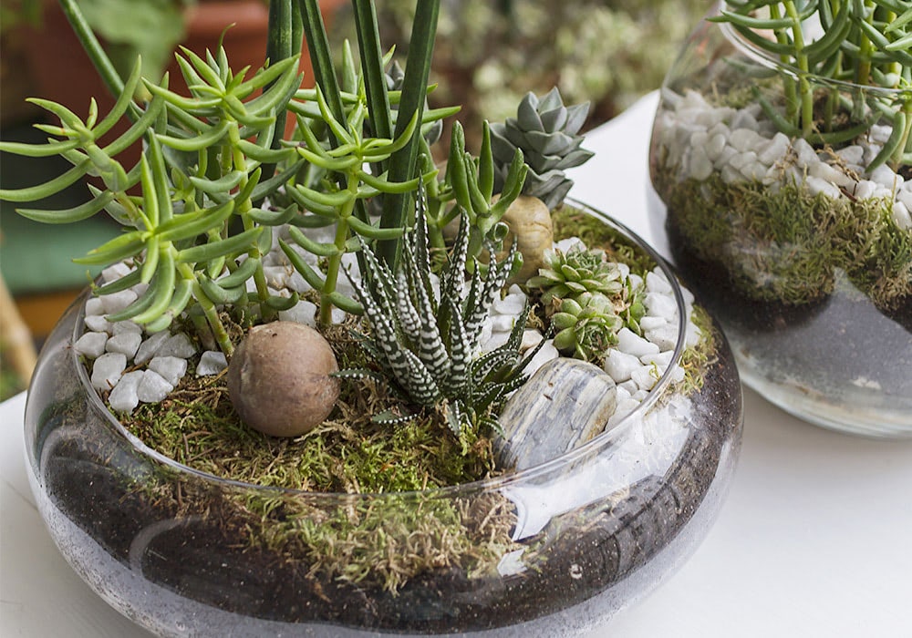 A glass bowl houses a succulent garden with various plants and a mix of white stones and moss, set on a white surface with another similar bowl nearby.