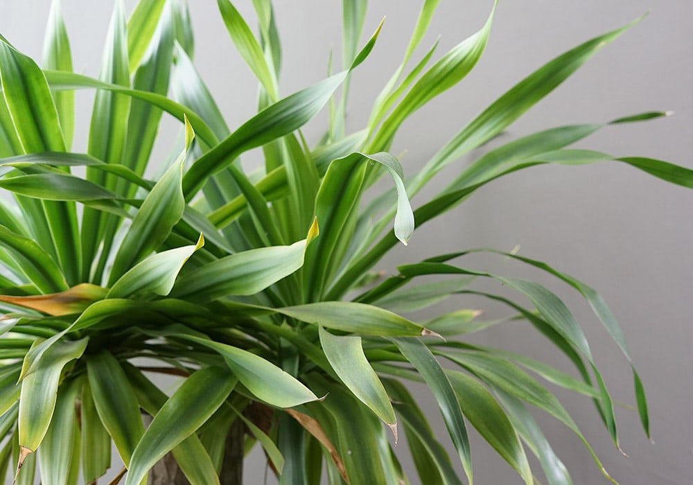 A lush, green indoor dracaena plant with long, pointed leaves stands against a plain, gray background.