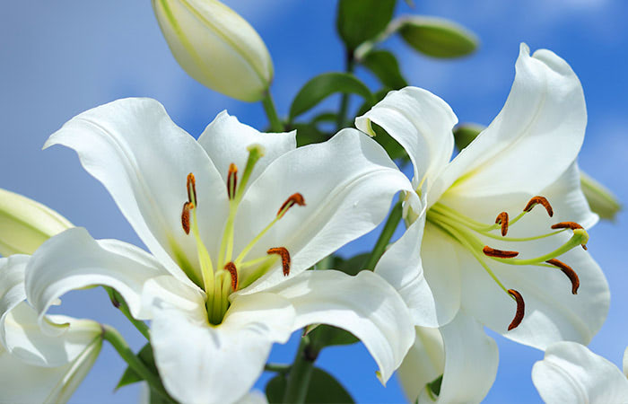 On a stem with several closed pods, two easter lily blooms stand in contrast to the cool blue sky