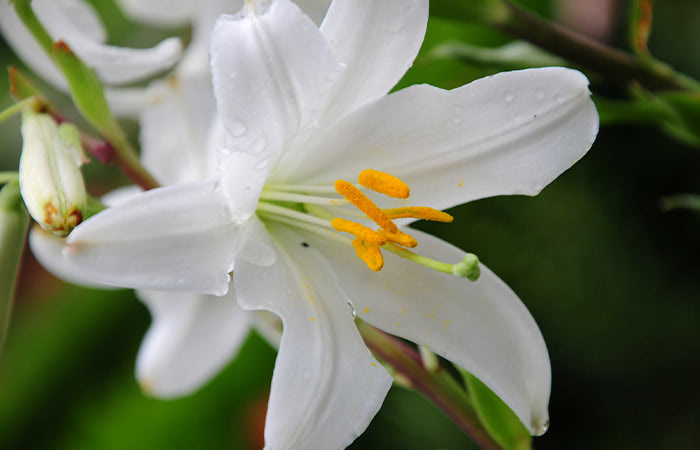 A white lily flower blooms with orange stamen, surrounded by green leaves and budding flowers in a garden setting.