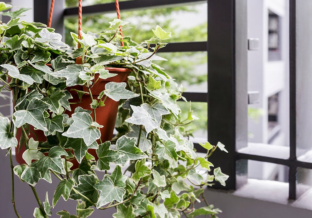 A potted ivy plant hangs by orange ropes, cascading with green leaves, next to a modern balcony railing overlooking a blurred urban scene filled with light and greenery.