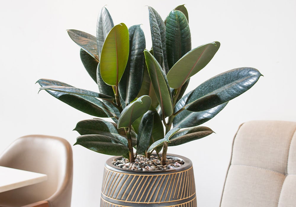 A ficus plant with dark green leaves sits in a decorative pot filled with small stones, placed between two beige chairs in a light-colored room.
