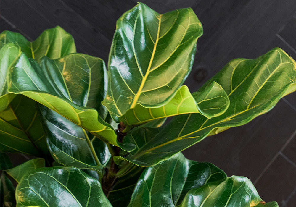 Large, glossy green leaves with prominent veins are grouped together, set against a dark, textured background, suggesting a plant in an indoor setting.