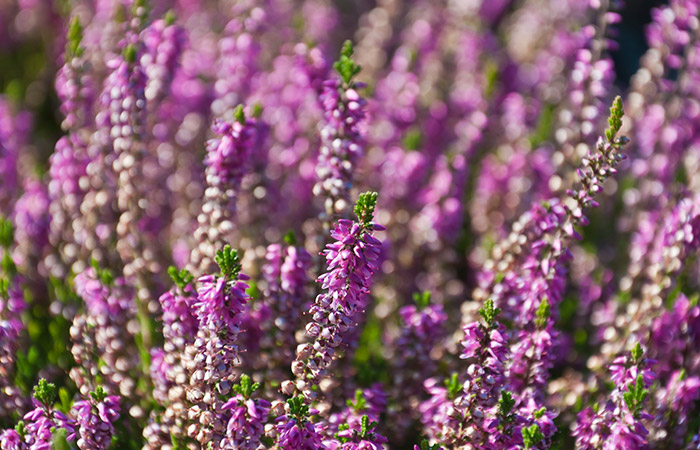 Photograph of a heather
