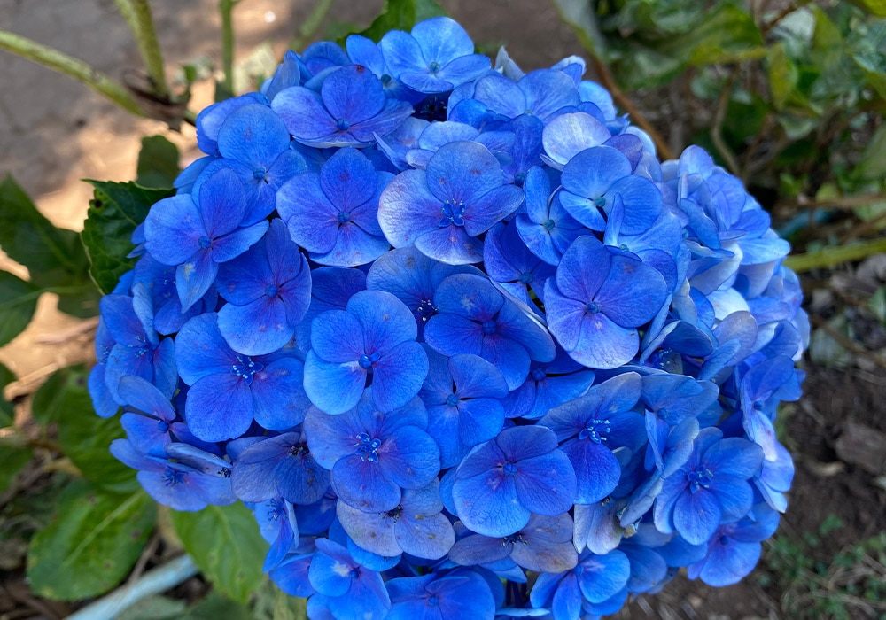 Photograph of blue hydrangeas