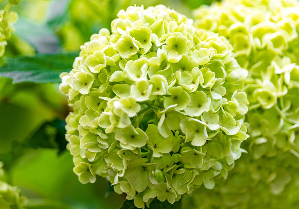 Photograph of green hydrangeas