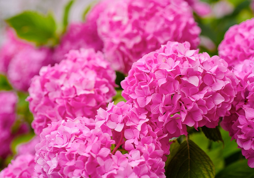 Photograph of pink hydrangeas