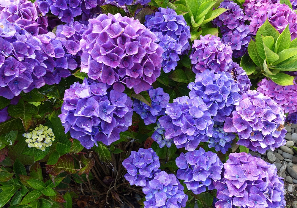 Photograph of purple hydrangeas