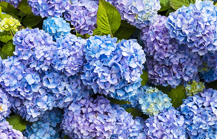 Purple and blue hydrangea flowers, blooming abundantly, surrounded by lush green leaves.