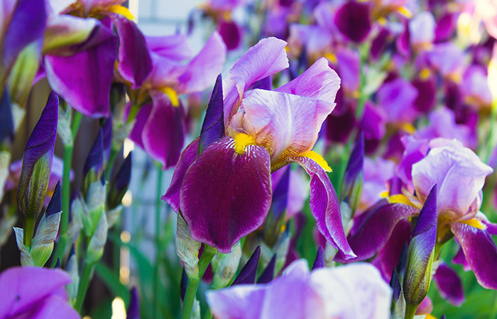 Photograph of a iris