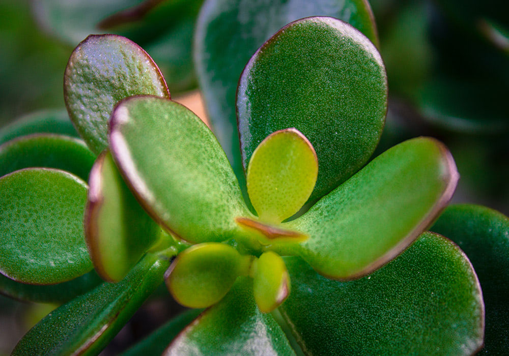 A green succulent plant with thick, glossy oval leaves, some with red-tinged edges, growing in a close-up garden setting.