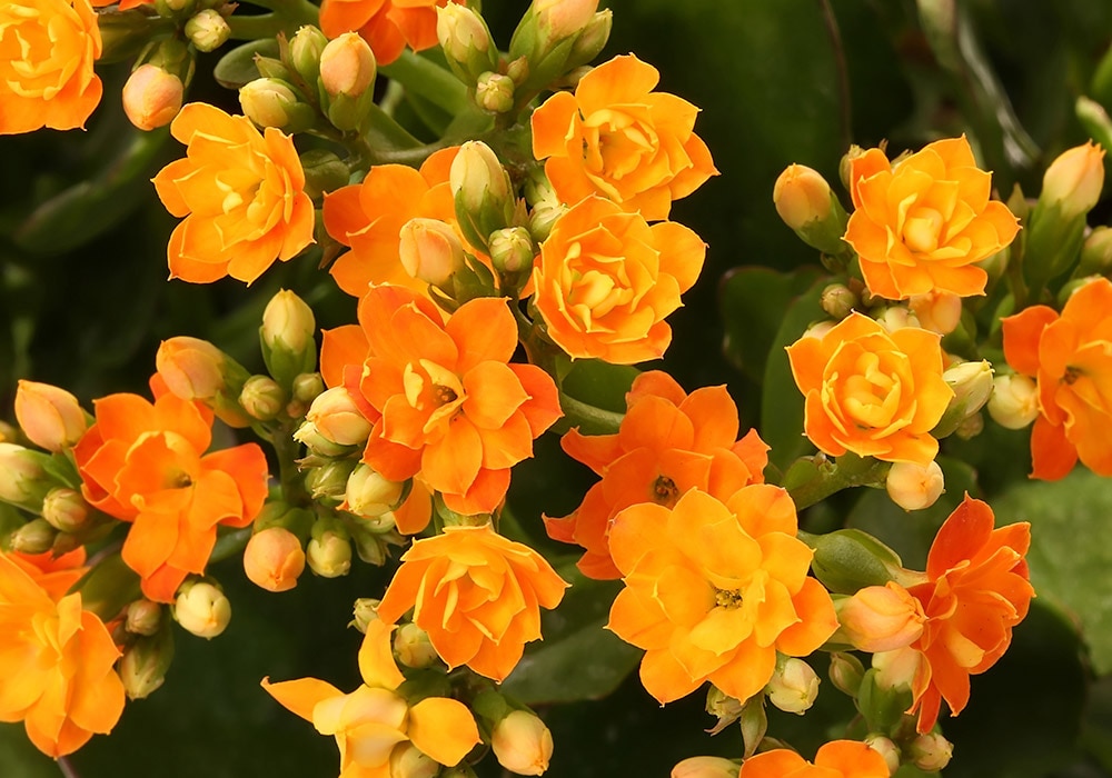 A Kalanchoe with clusters of bright orange flowers blossom amid green foliage, forming a vivid and lively display in the natural garden setting.