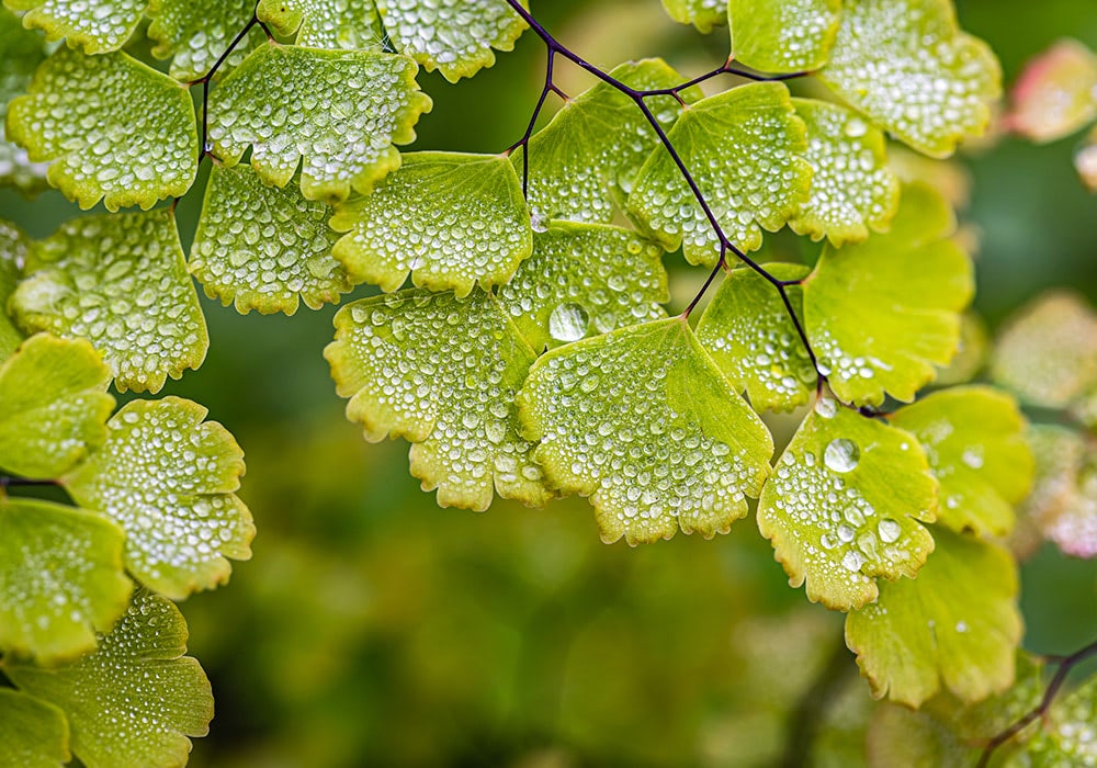 A Maidenhair Fern with Dew-covered green leaves hang from slender stems, glistening with water droplets, in a lush, natural setting.