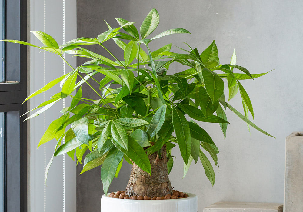 A lush green money tree plant sits in a white pot with clay pebbles, placed in a brightly lit modern room with gray walls and a window on the left.