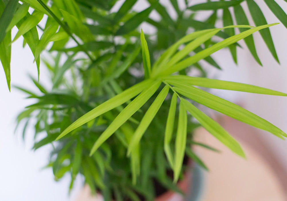 A neanth bella palm plant with long, narrow green leaves standing upright, situated indoors with a blurred, pale background.