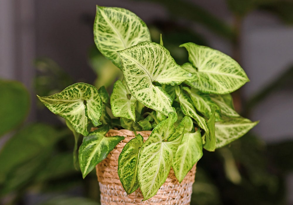 Green leafy nephithytis ivy with variegated leaves sits in a woven basket; placed indoors with blurred greenery in the background.
