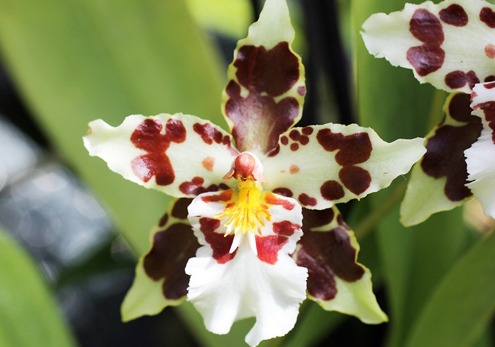 A white orchid with maroon spots blooms amidst green leaves in natural sunlight.