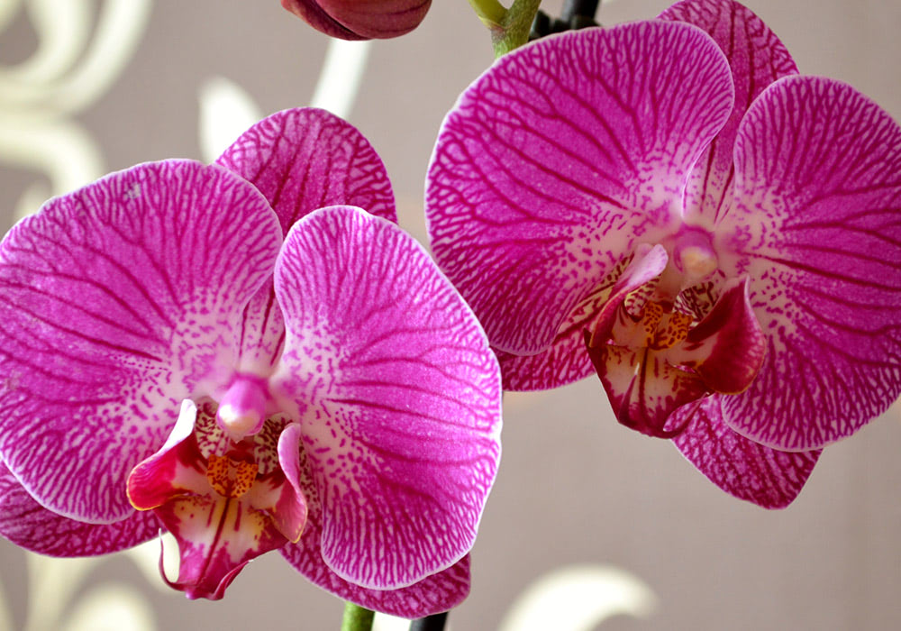 Two vibrant pink orchids with white speckles bloom, their delicate petals unfurling in a neutral indoor setting with blurred background elements.