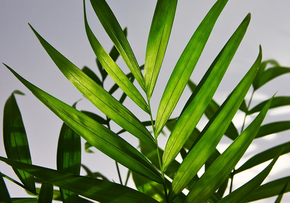 Green palm leaves are illuminated by sunlight, casting shadows and creating a pattern. The pale background highlights the vibrant, long, slender leaves, creating a lush, tropical feel.