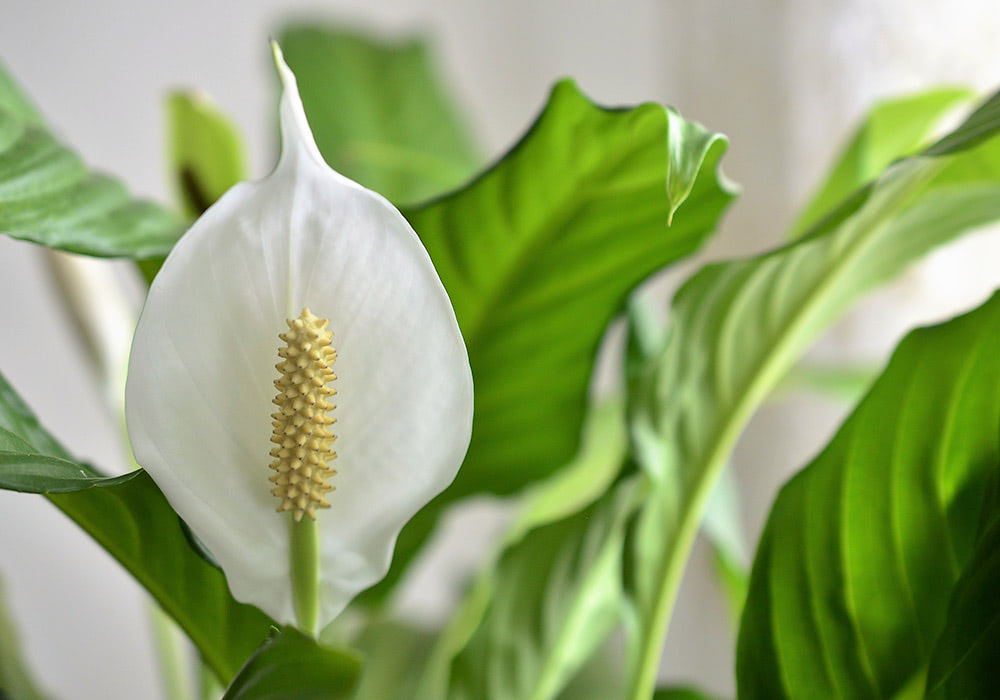 A white peace lily flower with a yellow spadix in bloom, surrounded by large green leaves in a well-lit room.