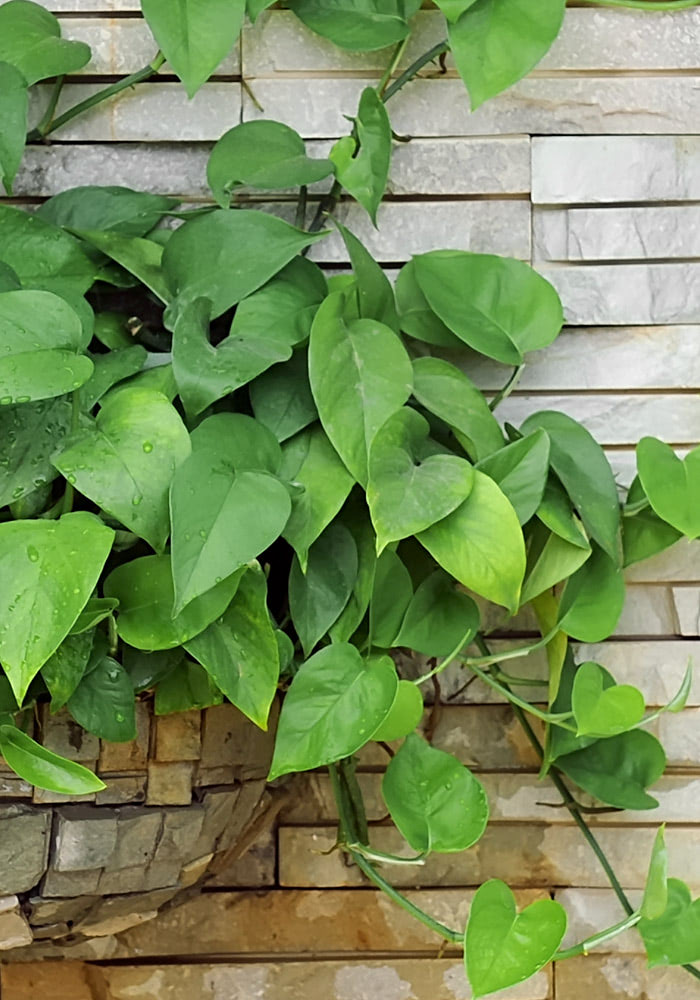 A lush, lively outdoor plant climbs a stone wall