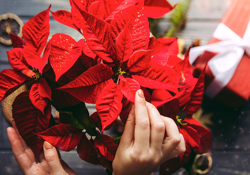 Hands are arranging vibrant red poinsettia leaves; nearby, a wrapped gift box with a white ribbon sits on a wooden surface alongside other festive decorations.