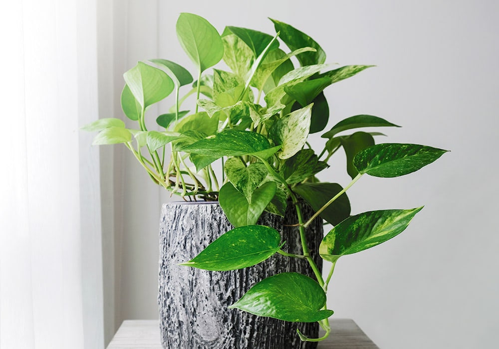 A leafy green pothos plant sits in a textured, gray pot placed on a light-colored surface near a white curtain and a light gray wall.