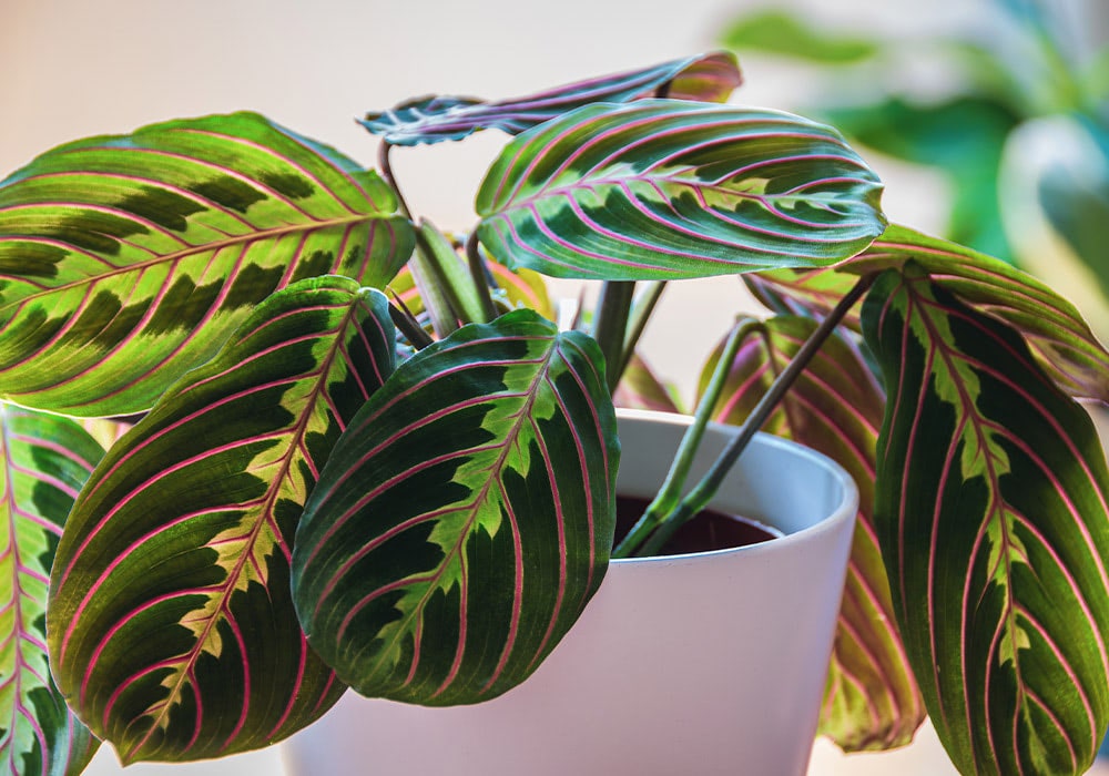 A vibrant green Prayer Plant plant with pink-streaked leaves sits in a white pot, positioned indoors with a soft, blurred background.