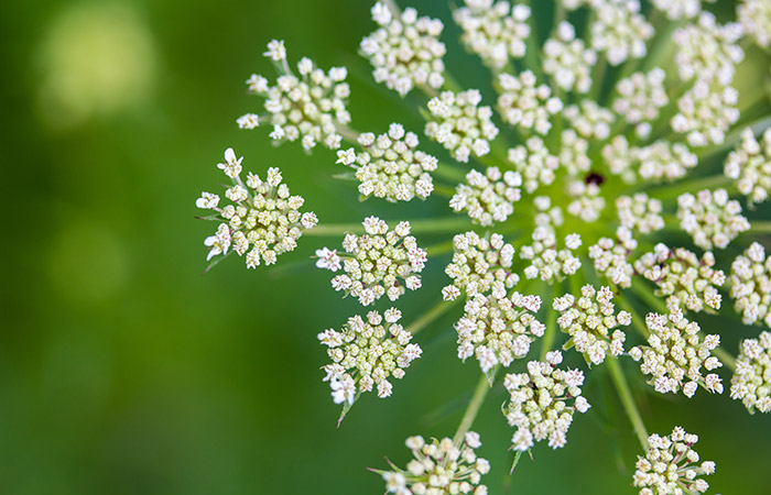 Photograph of a queen anne's lace